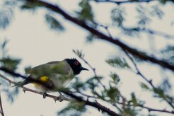 African Red-eyed Bulbul (Bulbul brunoir)-737A0617-2 null