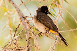 African Red-eyed Bulbul (Bulbul brunoir)_737A2022-2 null