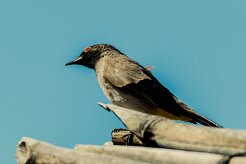 African Red-eyed Bulbul (Bulbul brunoir)_737A2382-2 null