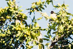 African Red-eyed Bulbul (Bulbul brunoir)_7D2_2281 null