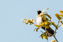 African Red-eyed Bulbul (Bulbul brunoir)_x737A4333-2 null