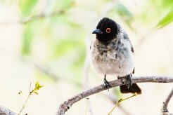 African Red-eyed Bulbul-(Bulbul brunoir)_737A4479-2 null