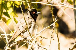African red-eyed bulbul (Bulbul brunoir)-737A9274-2 null