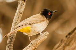 Bulbul_brunoir_01-2 null