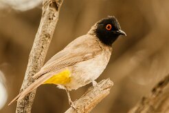Bulbul_brunoir_02-2 null