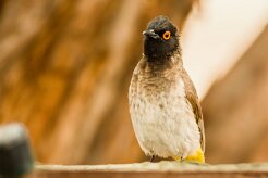 Bulbul_brunoir_03-2 null