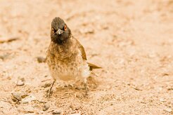 Bulbul_brunoir_04-2 null