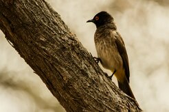 Bulbul_brunoir_05-2 null