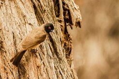 Bulbul_brunoir_06-2 null
