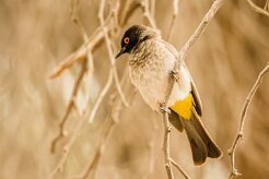 Bulbul_brunoir_07-2 null
