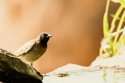 Bulbul_brunoir_08-2 null
