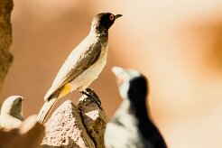 Bulbul_brunoir_09-2 null