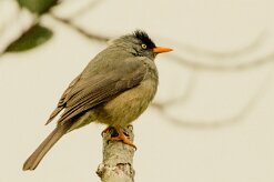 Bulbul de Bourbon_7731 null