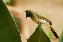 bulbul_des_jardins_03-2 null