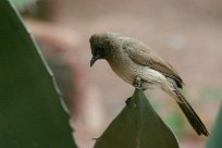 bulbul_des_jardins_03