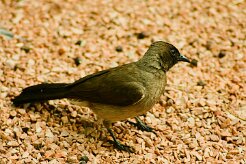 bulbul_des_jardins_06-2 null