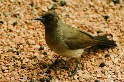 bulbul_des_jardins_08-2 null