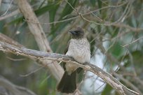 bulbul_des_jardins_09