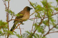 bulbul_des_jardins_13