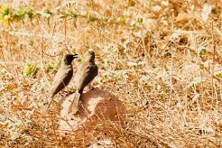 bulbul_des_jardins_17-2 null