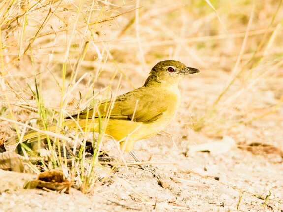 Bulbul à poitrine jaune