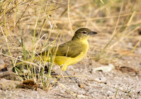 Bulbul à poitrine jaune