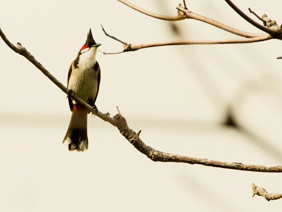 Bulbul Orphée