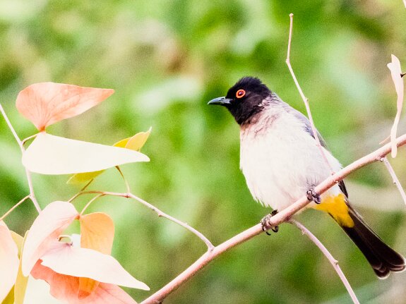 Bulbul brunoir