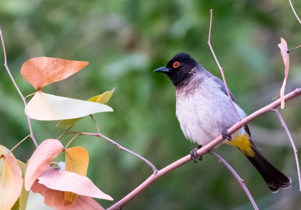 Bulbul brunoir