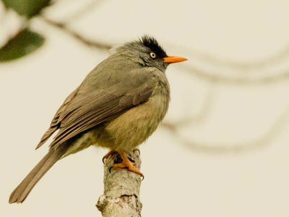 Bulbul de Bourbon