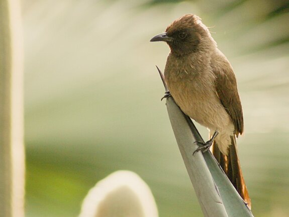 Bulbul des jardins