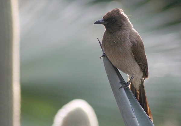 Bulbul des jardins