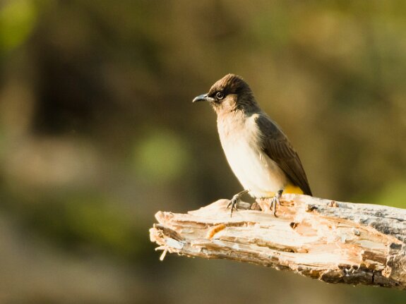 Bulbul tricolore