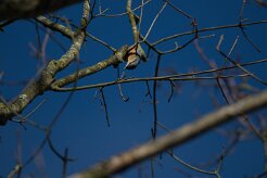Sitelle torchepot_737A7959 null