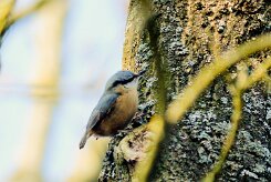 sittelle_torchepot_04-2 null