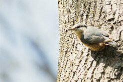 sittelle_torchepot_06-2 null