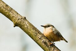 sittelle_torchepot_13-2 null
