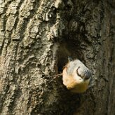 sittelle_torchepot_14-2 null