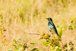 Cape Glossy Starling (Choucador à épaulettes rouges)_7D2_1118 null