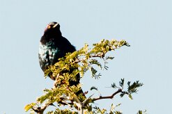 Cape Starling (Choucador à épaulettes rouges)-_737A1764-2 null