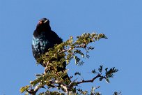 Cape Starling (Choucador à épaulettes rouges) Kalahari