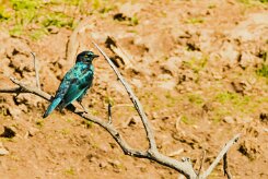 Cape Starling (Choucador à épaulettes rouges)_737A2680-2 null