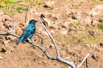 Cape Starling (Choucador à longue queue) Du côté d'Omaruru