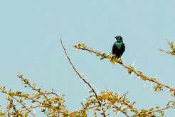 Cape Starling (Choucador à épaulettes rouges)_737A3040-2 null