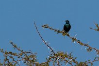 Cape Starling (Choucador à longue queue) Du côté d'Omaruru