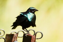 Cape Starling (Choucador à épaulettes rouges)_737A3269-2 null