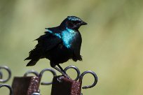 Cape Starling (Choucador à longue queue) Du côté d'Omaruru