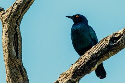 Cape Starling (Choucador à épaulettes rouges)_737A5706-2 null