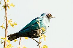 Cape starling (Choucador à épaulettes rouges)-737A0048-2 null