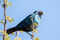 Cape starling (Choucador à épaulettes rouges) Mushara bush camp - Namutoni - Etosha - Namibie